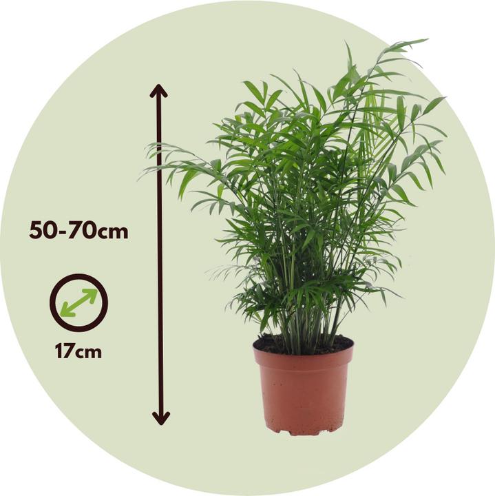 Actual product image Plant in a Box Chamaedorea Elegans, Dypsis lutescens - mixture of 2 indoor palms (60 cm)