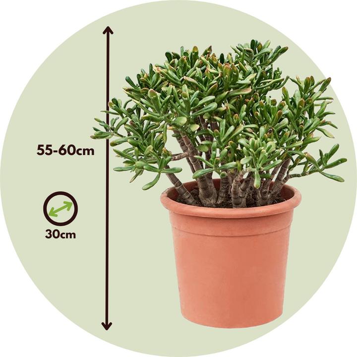 Image du produit Plant in a Box Crassula ovata Hobbit - Plante de jade (55 cm)
