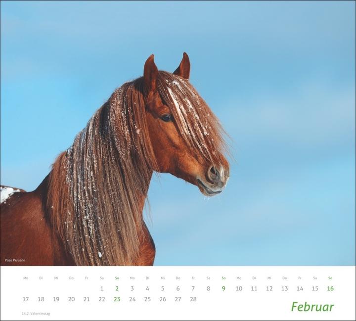 Produktbild Pferde Bildkalender 2024. Tierkalender für Pferdefreunde. Kalender mit spektakulären Fotos edler Pfe (Harter Einband, Deutsch)