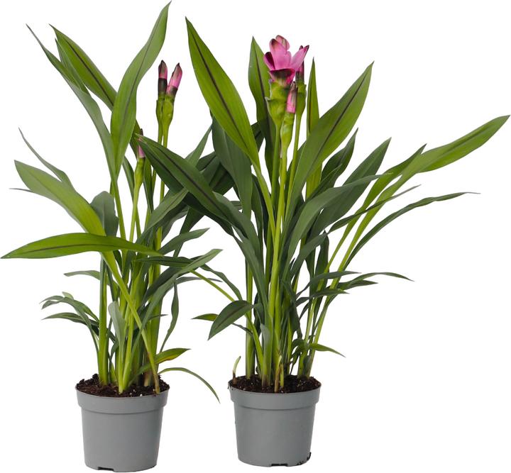Produktbild Plant in a Box Curcuma alismatifolia Siam Splash - 2er Set Kurkuma (50 cm)