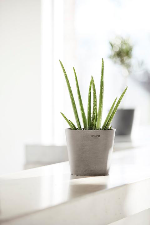 Actual product image Ecopots Amsterdam Mini (13 cm)