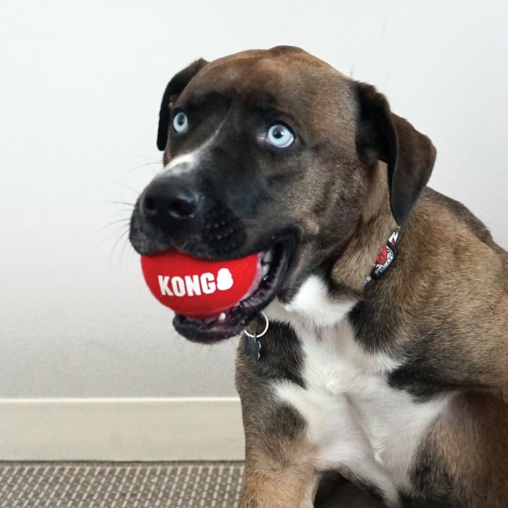 Produktbild KONG Signature Sport Balls (Apportieren)