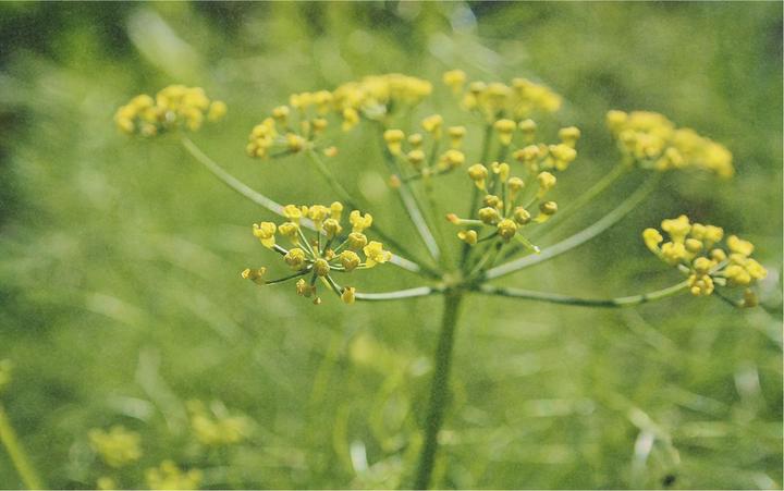 Produktbild Zollinger Bio Wilder Fenchel (Keimlinge)