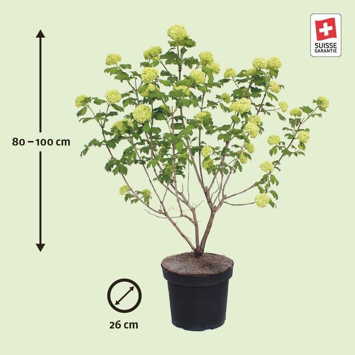Produktbild Zulauf Gemeiner Schneeball / Viburnum opulus 'Roseum' (100 cm)