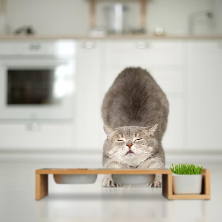 Actual product image Relaxdays Cat feeding station (0.40 l)