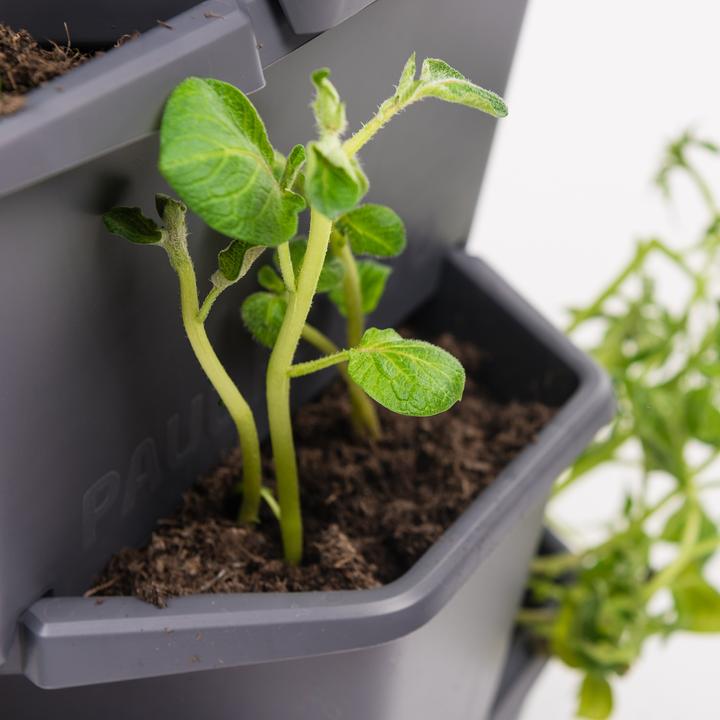 Produktbild Gusta Garden Paul Potato (38.80 cm)