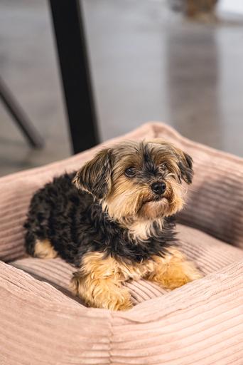 Actual product image Designed by Lotte Ribbed (Dog)