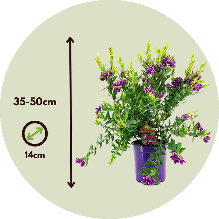 Immagine prodotto Plant in a Box Polygala myrtifolia 'Bibi Pink' - fiore delle farfalle (35 cm)