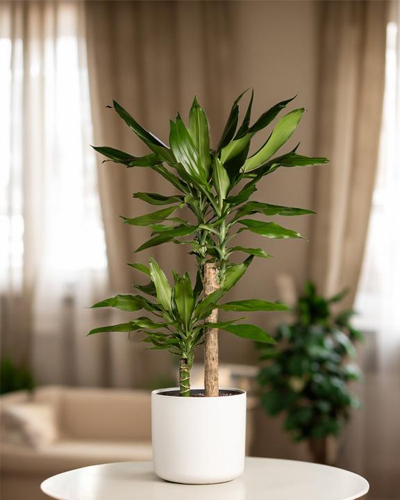 Produktbild feey Grosser Drachenbaum (85 cm, Frisch umgetopft)