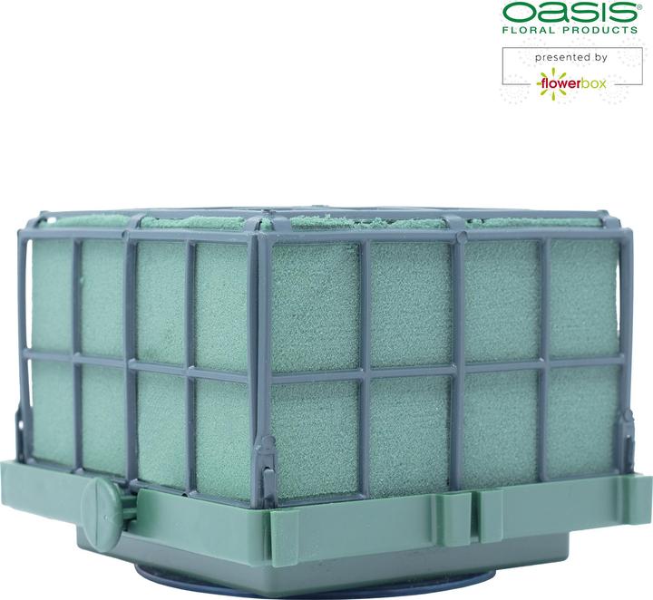 Actual product image Oasis Auto Corso 11 x 11 x 9 cm, 6 pieces