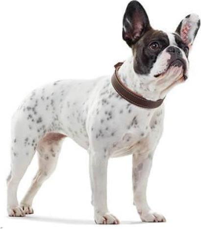Immagine prodotto Hunter Collare Porto, marrone scuro/cognac (Cane)