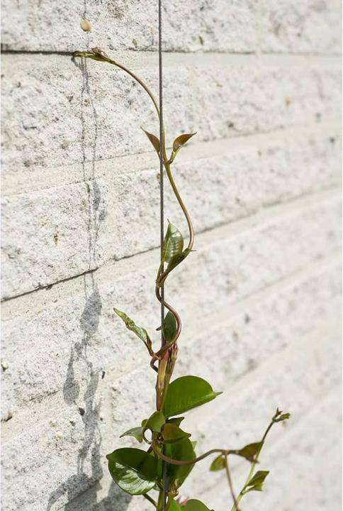 Produktbild Nature Wire trellis kit (1000 cm, 1000 cm)