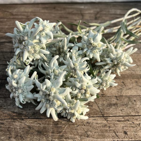 Produktbild Säntispracht Das urwüchsige Edelweiss - Leontopodium alpinum (25 cm)