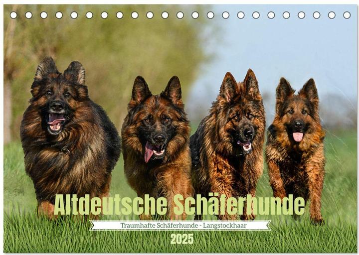 Image du produit :Berger allemand ancien - Tra (A5, Allemand)
