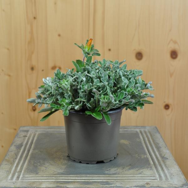 Produktbild Säntispracht 4 er Set, Mittags Gold - Gazania Cultivars Sun Stopper Orange (25 cm)