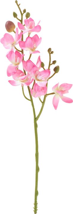 Produktbild DPI Mini Orchidee Phalaenopsis