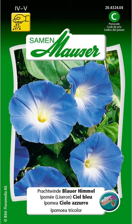 Actual product image Samen Mauser Pompom Blue Sky (Plant seeds)
