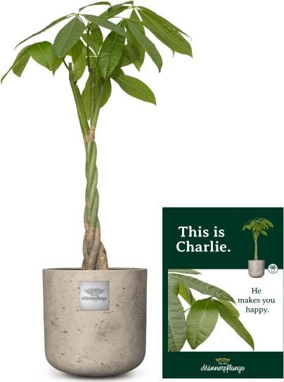 Produktbild Männerpflanze Charlie (105 cm)
