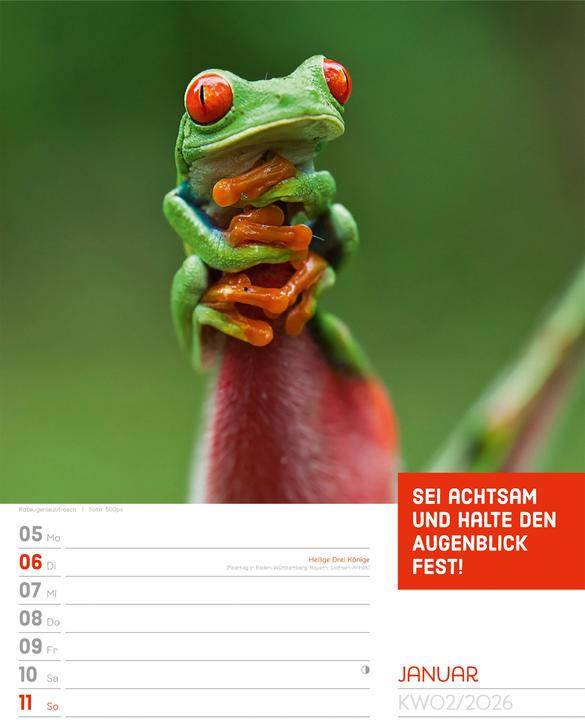 Immagine prodotto Tierisch! Sprüchekalender - Wochenplaner Kalender 2026 (25 x 33 cm, Tedesco)