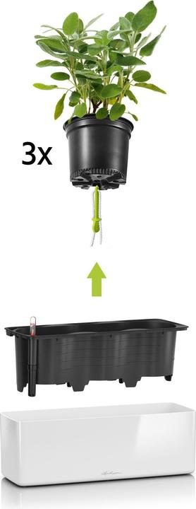 Immagine prodotto Lechuza Cubo lucido Triplo (14 cm)