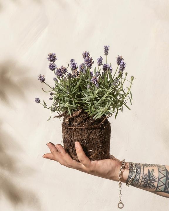Image du produit feey Lavendel (20 cm, Respectueux des animaux)