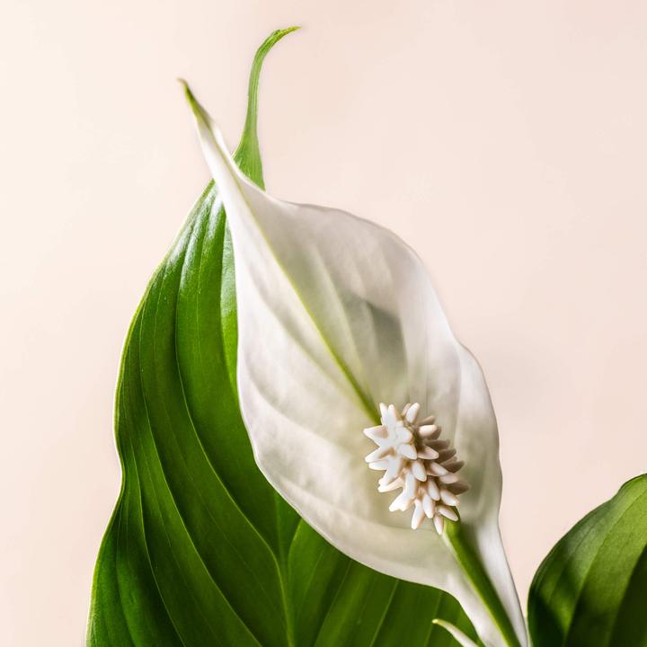 Produktbild Mary and Plants Peace Lily Terrakotta (85 cm)