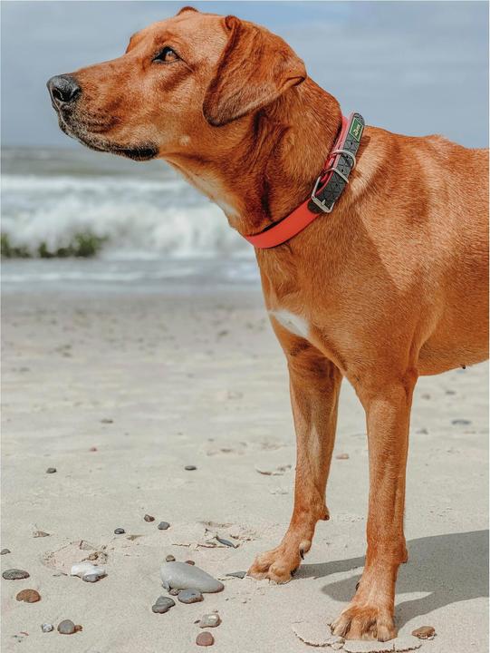 Actual product image Hunter Collar Convenience Comfort Biothane Neoprene Padded (27, 28, 29, 30, 31, 32, 33, 34, 35, Dog, General)