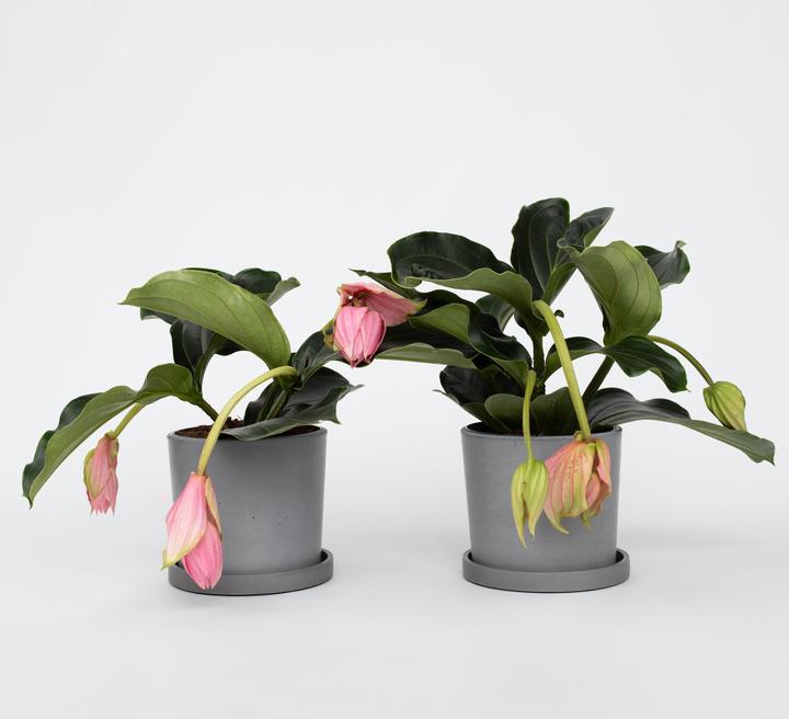 Immagine prodotto Plant in a Box Medinilla Magnifica - Set di 2 medinilla rosa (40 cm)
