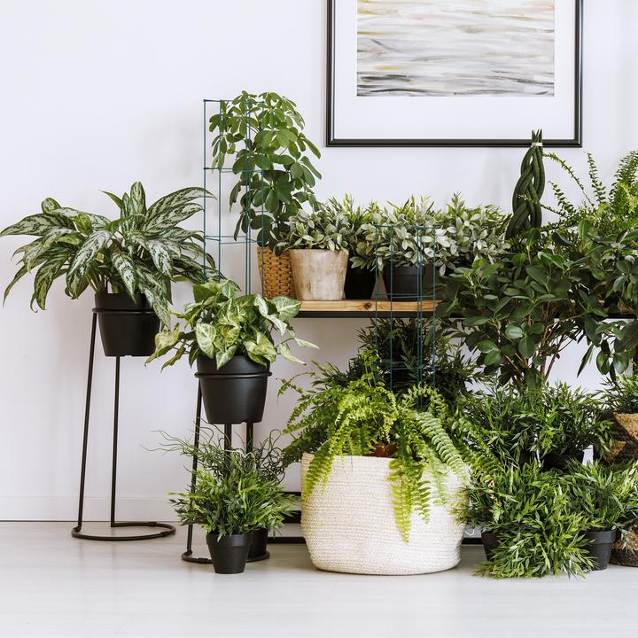 Image du produit Relaxdays 3x support pour plantes grimpantes (20 cm, 20 cm)