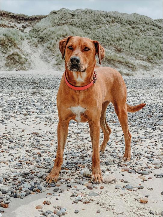 Actual product image Hunter Collar Convenience Comfort Biothane Neoprene Padded (27, 28, 29, 30, 31, 32, 33, 34, 35, Dog, General)