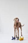 Immagine prodotto Hunter Giocattolo per cani Eiby Giraffe (Cane di peluche)