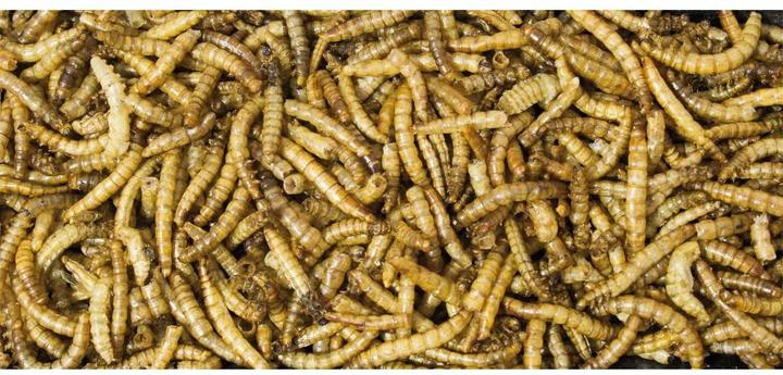 Actual product image JR Farm Canned mealworms (0.07 kg, 1 x)