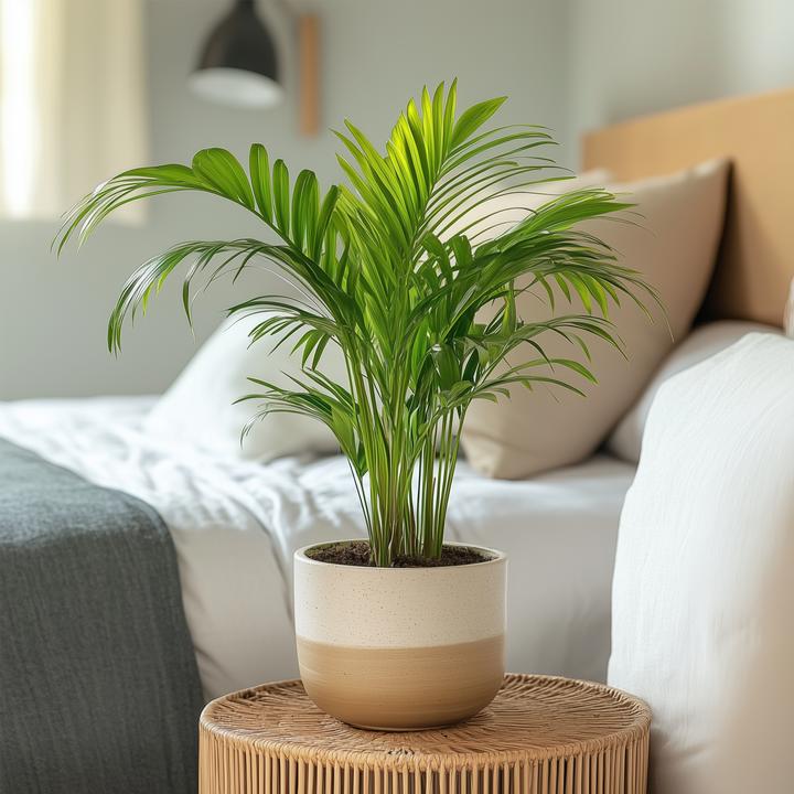 Immagine prodotto Plant in a Box Dypsis Lutescens - Set di 4 palme da frutta Areca Gold (30 cm)