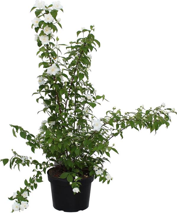 Produktbild Zulauf Pfeifenstrauch / Philadelphus 'Belle Etoile' (100 cm)