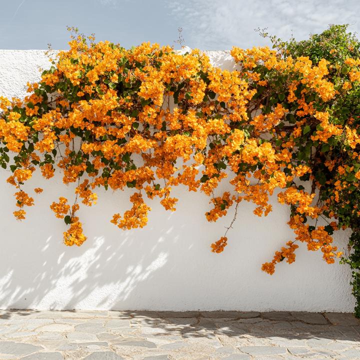 Produktbild Plant in a Box Bougainvillea 'Dania' - (50 cm)