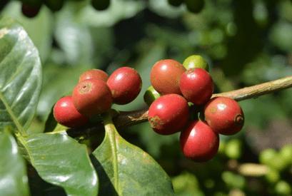 Produktbild Sonnentor Grüner Kaffee (54 g)