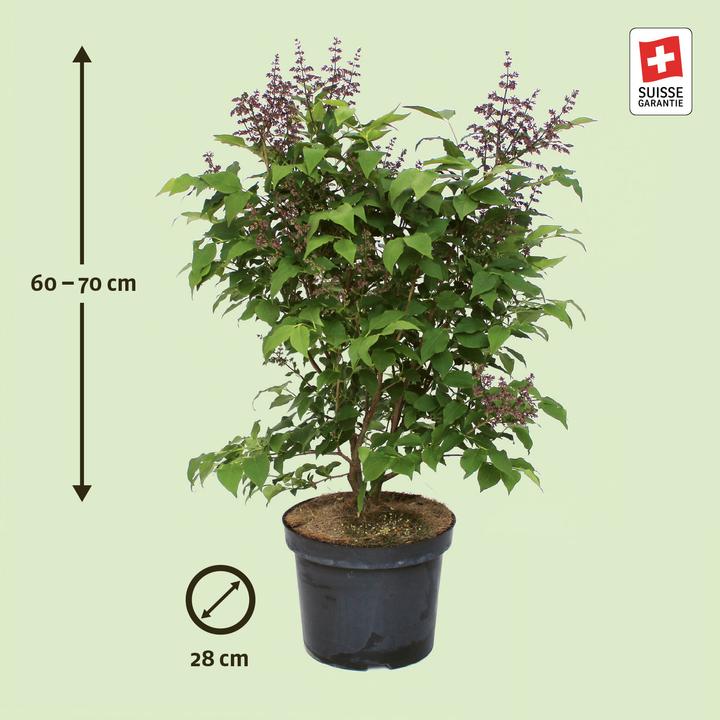 Immagine prodotto Zulauf Koreanischer Flieder / Syringa patula 'Miss Kim' (70 cm)