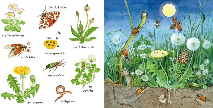 Actual product image My little colourful picture dictionary: crawling animals and flowers (German)