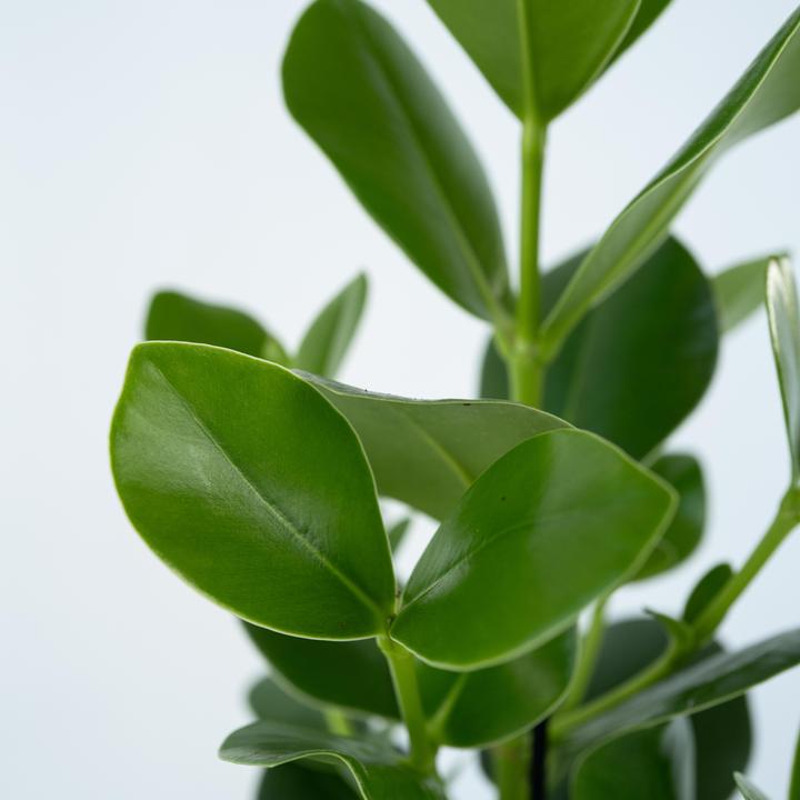 Actual product image Plant in a Box Clusia rosea Princess - Set of 2 (25 cm)