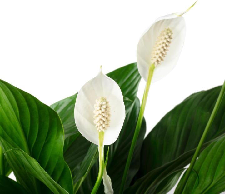 Produktbild Flowerbox Einblatt - Spathiphyllum (70 cm)