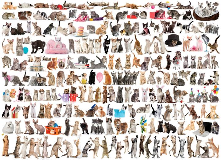 Produktbild Eurographics Katzenwelt (1000 Teile)