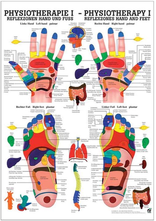 Produktbild Rüdiger Physiotherapie-Poster Reflexzonen Hand und Fuss 50 x 70 cm (5.5 x 5.5 x 50.5 cm)
