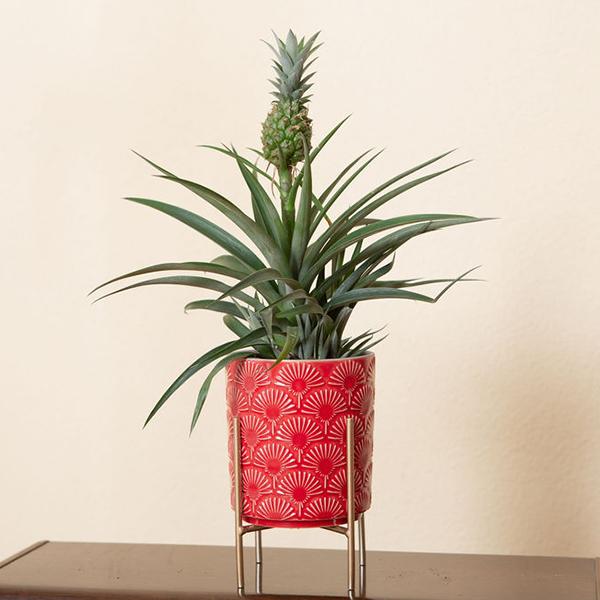 Immagine prodotto VEG and the City Ananas ornamentale Limpio (40 cm)