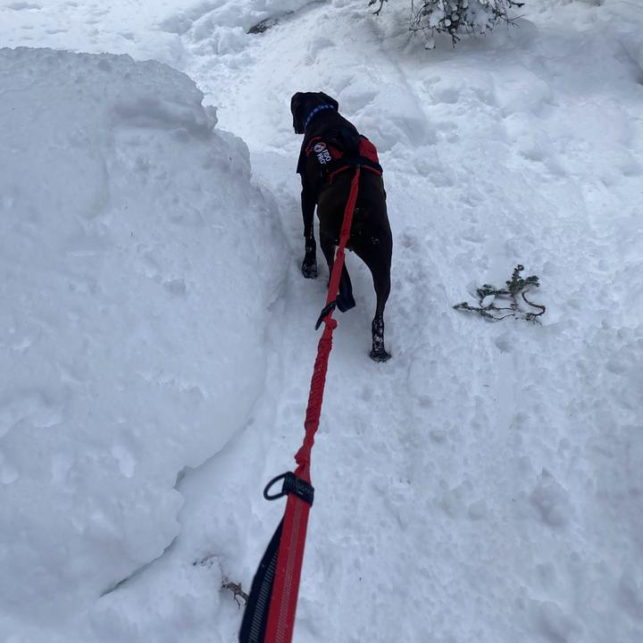 Immagine prodotto Fido Pro Guinzaglio da passeggio Remi con fascia e manici flessibili (Taglia unica, Cane)