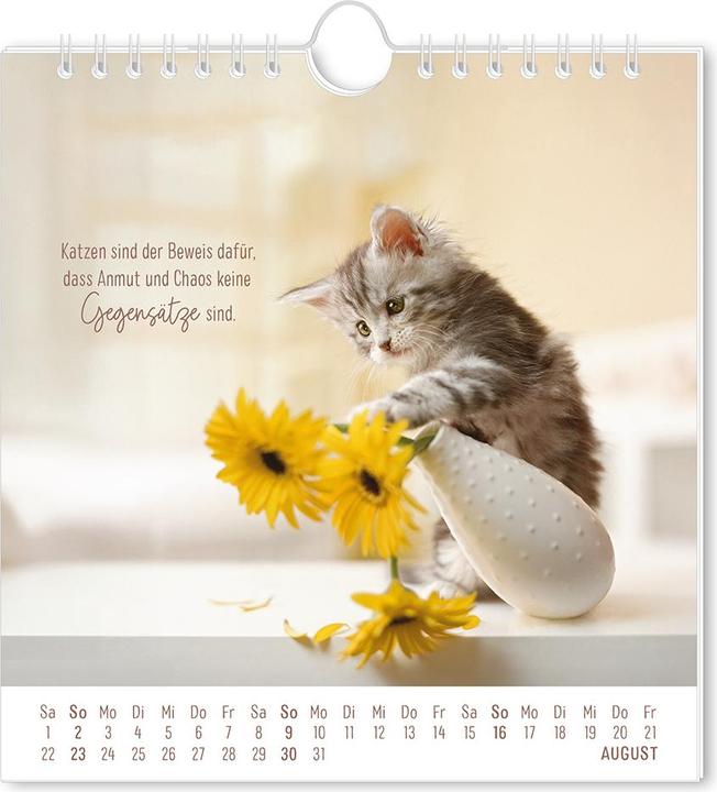 Immagine prodotto Postkartenkalender 2026 Auf leisen Pfot (16 x 17 cm, Tedesco)