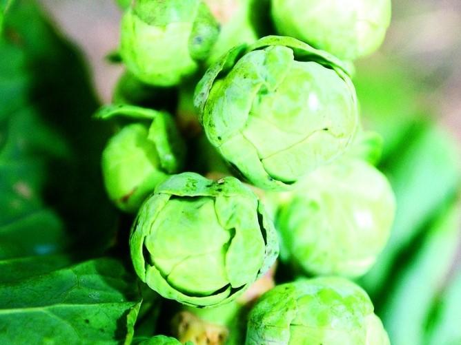 Produktbild Zollinger Bio Rosenkohl, Ideal Selektion Z (Pflanzensamen)