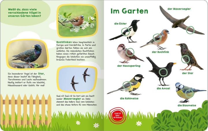 Produktbild Mein grosses Buch der Vogelstimmen (Deutsch, 2024)