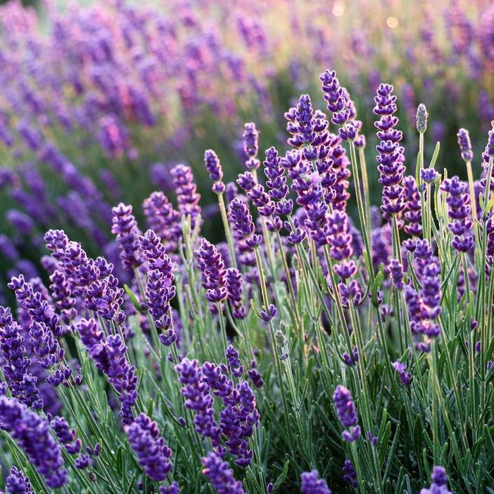 Image du produit Plant in a Box Lavandula angustifolia - Set de 12 fleurs (15 cm)