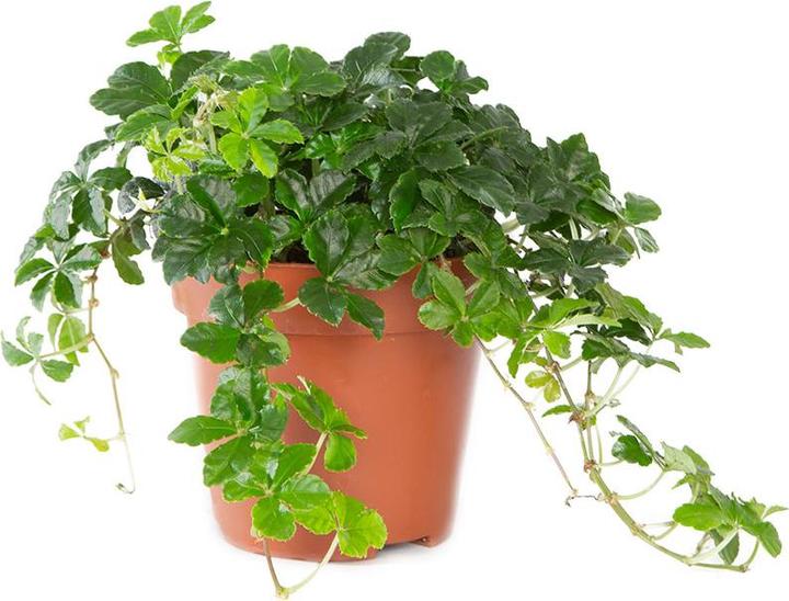 Actual product image VEG and the City Vernon (Maidenhair Vine - Parthenocissus striata)