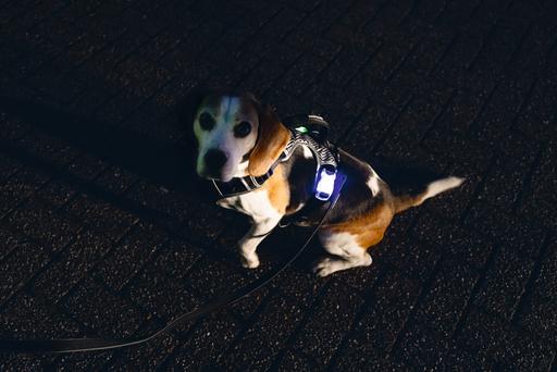 Immagine prodotto Beeztees Imbracatura di sicurezza a Y (Cane, Generale)
